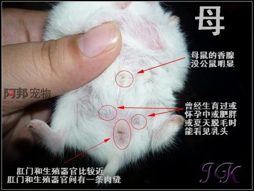 仓鼠耳朵看出公母，仓鼠耳朵看出公母怎么办