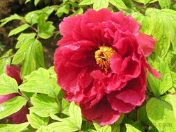 牡丹花的功效与作用，牡丹花的功效与作用及禁忌