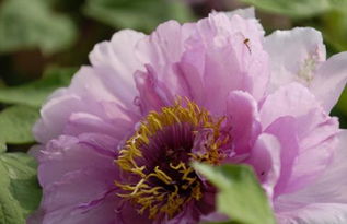 中国国花，中国国花是牡丹还是梅花