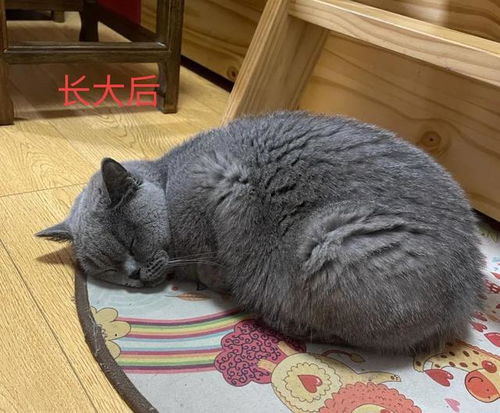 猫屎咖啡真的是猫屎吗，猫屎咖啡多少钱一杯