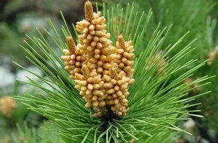 松花粉的作用与功效，松花粉的作用与功效及食用方法