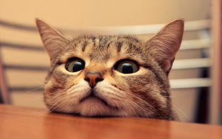 猫的网名，猫的网名男