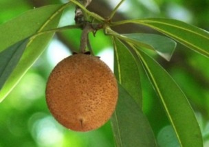 人心果什么时候成熟，人心果什么时候成熟那些有打果子了