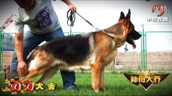 中牧在线，中牧在线锤系德牧顶尖犬业大辉煌
