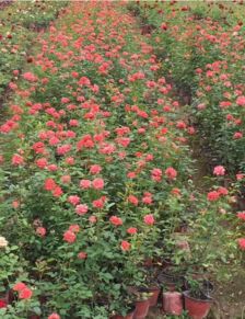 月季盆栽，月季盆栽怎么养