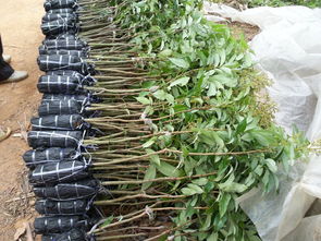 荔枝苗，荔枝苗种植