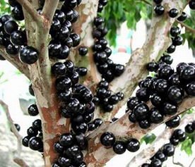 嘉宝果好吃吗，嘉宝果好吃吗什么味道