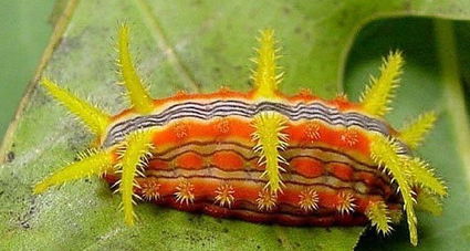 刺毛虫，刺毛虫蛰了怎么消肿止痒