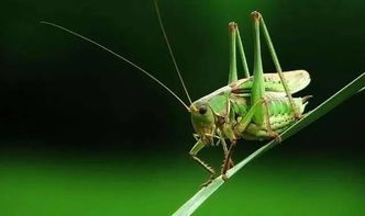 蚱蜢和蚂蚱的区别，蚱蜢和蚂蚱的区别图片