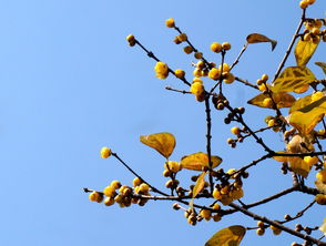 腊梅叶子图片，杨梅树叶子图片