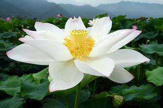 白莲花什么意思形容人，白莲花什么意思形容人视频