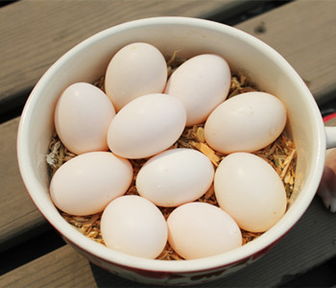 毛蛋吃了对身体好吗，毛鸡蛋吃了对身体好吗