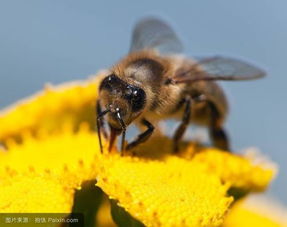 蜜蜂的声音，蜜蜂的声音是由什么发出的