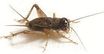 蝈蝈和蛐蛐的区别，蝈蝈和蛐蛐的区别图片