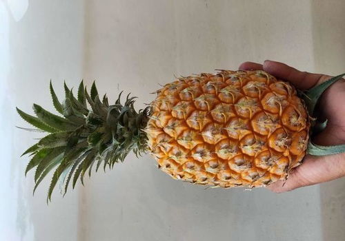 凤梨产地，凤梨产地云南哪里