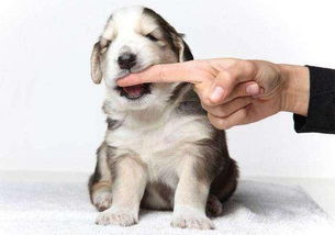 梦见狗咬自己是什么意思，女人梦见狗咬自己是什么意思