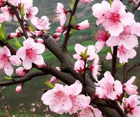 桃花有什么用处，桃花的作用和功效是什么