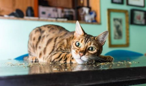 为什么要给猫吃猫薄荷，为什么要给猫吃猫薄荷球