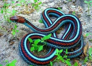 做梦梦到蛇追着自己跑，做梦梦到蛇追着自己跑还咬我