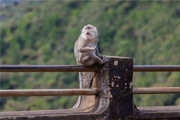 2004年属什么生肖几岁，2004年属什么生肖几岁2004年属猴哪月出生好