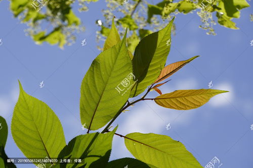 树叶图片大全大图，油枝条树叶图片大全大图