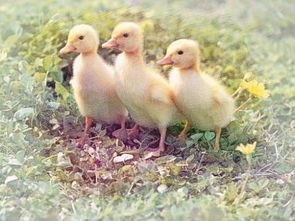 梦见鸭子是什么意思，梦见鸭子是什么意思梦见一群鸭