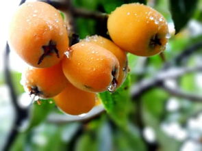 枇杷怎么读，枇杷怎么读普通话