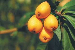 枇杷果，枇杷果怎么吃