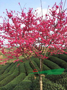 中国红樱花又叫什么