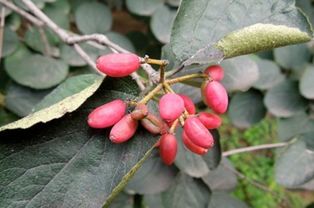 茱萸在古代指什么意思，茱萸在古代指什么意思啊