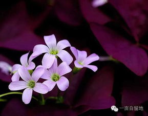 酢浆草怎么养，酢浆草怎么养成老桩