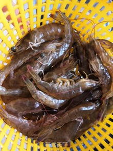 虾尾的做法，虾尾的做法视频