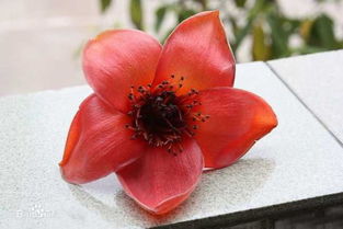 新鲜木棉花怎么吃，新鲜木棉花怎么吃法