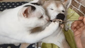 飞狗猫口，飞狗猫口全集动画片