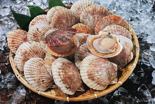 扇贝肉怎么吃，扇贝肉怎么吃才好吃视频