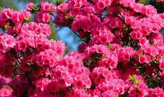 杜鹃花期，杜鹃花期多长