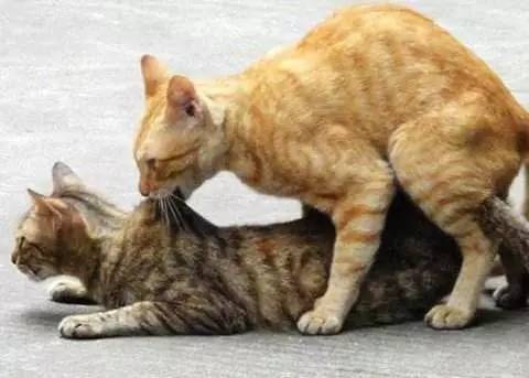 猫配种