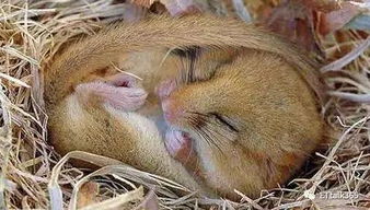 冬眠动物，冬眠动物不吃不喝为什么能睡一个冬天?