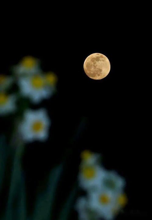 花好月圆是谁唱的歌曲