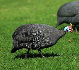 珍珠鸡公母对照图片，珍珠鸡市场价多少一斤