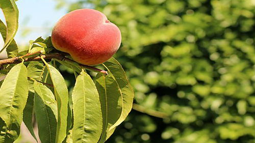女人梦见树上结满苹果
