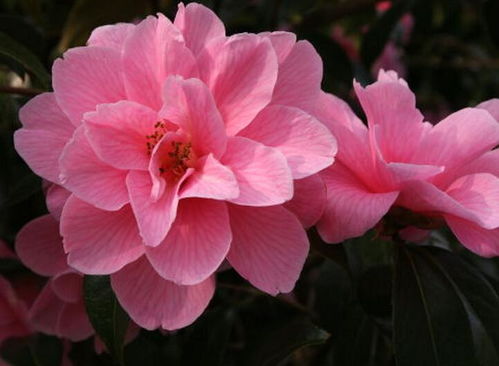 长沙市花，长沙市花是什么花,象征什么