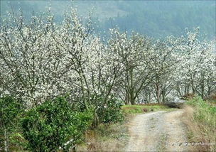 驿路的意思，迷茫的意思