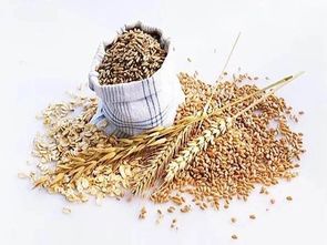 燕麦是什么，燕麦是什么植物