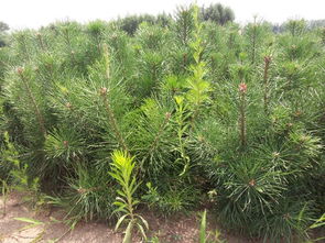 樟子松图片，樟子松图片高清