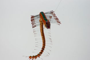 蜈蚣风筝，蜈蚣风筝儿童画