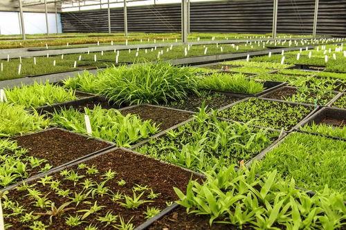 芽苗菜家庭种植方法