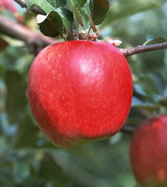 苹果水果的功效和作用，苹果煮水的功效和作用