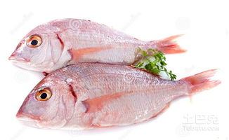 鲷鱼片怎么做好吃，鲷鱼