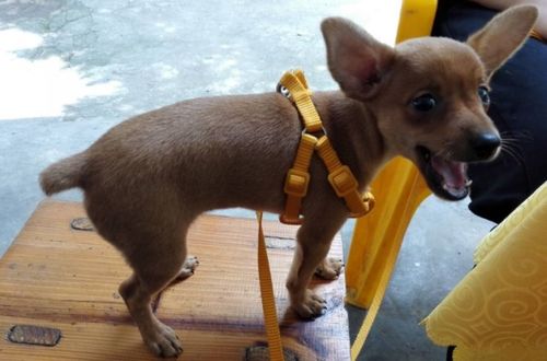 小鹿犬智商排名第几